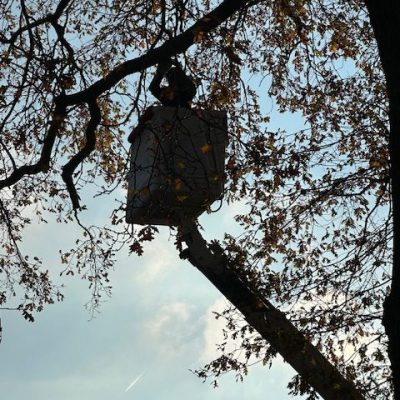 Elagage-77-Paysagiste (1)